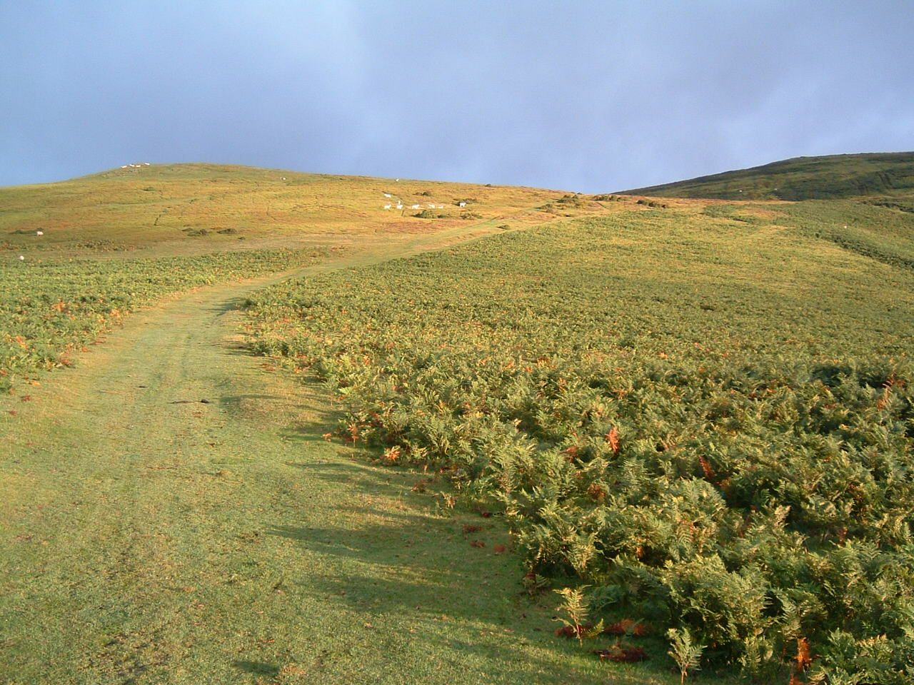 Longmynd 1